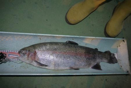 としまえんフィッシングエリア 釣果