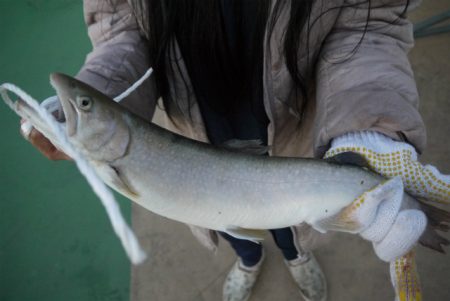 としまえんフィッシングエリア 釣果