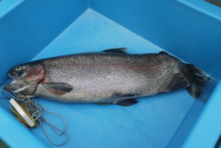 としまえんフィッシングエリア 釣果