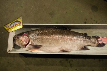 としまえんフィッシングエリア 釣果