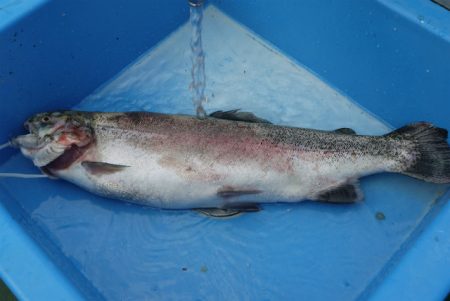 としまえんフィッシングエリア 釣果