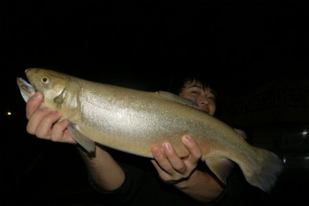 としまえんフィッシングエリア 釣果