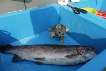 としまえんフィッシングエリア 釣果