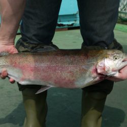 としまえんフィッシングエリア 釣果