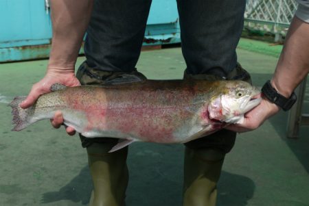 としまえんフィッシングエリア 釣果