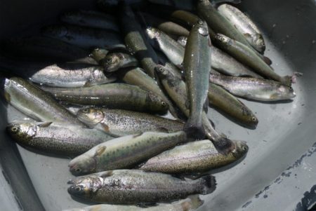 としまえんフィッシングエリア 釣果