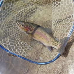 平谷湖フィッシングスポット 釣果