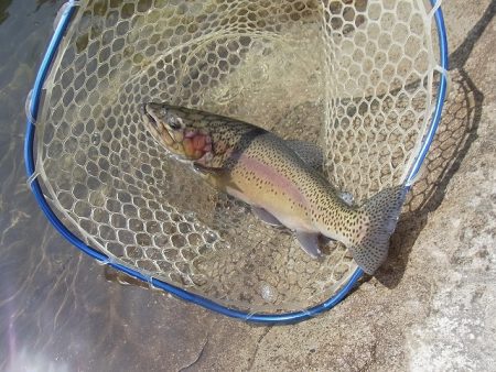 平谷湖フィッシングスポット 釣果