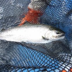 平谷湖フィッシングスポット 釣果