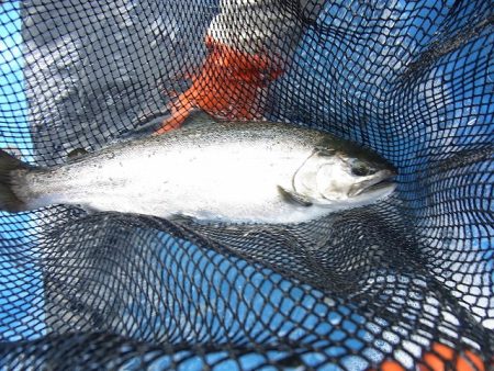 平谷湖フィッシングスポット 釣果