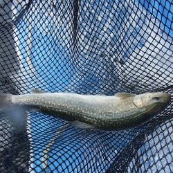 平谷湖フィッシングスポット 釣果