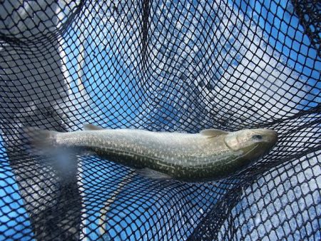 平谷湖フィッシングスポット 釣果