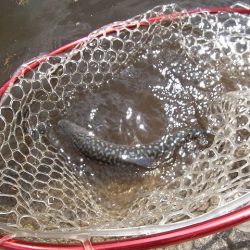 平谷湖フィッシングスポット 釣果