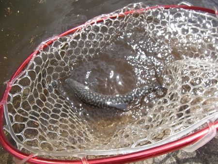 平谷湖フィッシングスポット 釣果