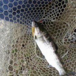 平谷湖フィッシングスポット 釣果