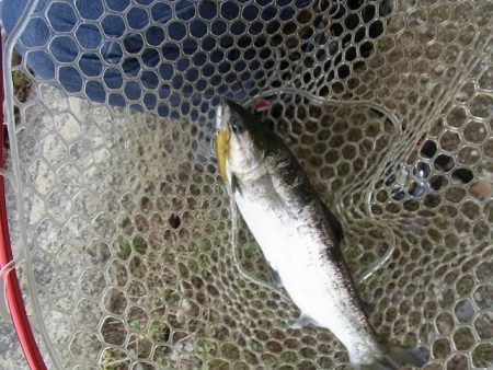 平谷湖フィッシングスポット 釣果