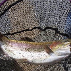 平谷湖フィッシングスポット 釣果