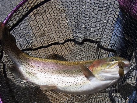 平谷湖フィッシングスポット 釣果