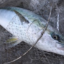 金栄丸 釣果