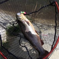 平谷湖フィッシングスポット 釣果