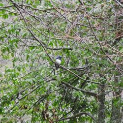 平谷湖フィッシングスポット 釣果