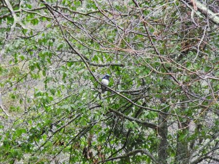 平谷湖フィッシングスポット 釣果