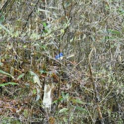 平谷湖フィッシングスポット 釣果