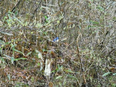 平谷湖フィッシングスポット 釣果