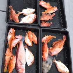 渡船屋たにぐち 釣果