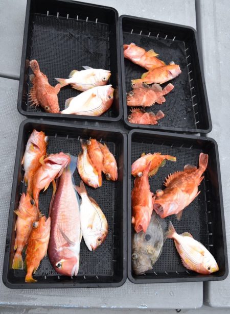 渡船屋たにぐち 釣果