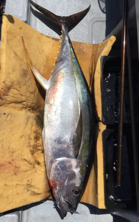 渡船屋たにぐち 釣果
