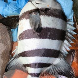 あみや渡船 JIGBOY 釣果