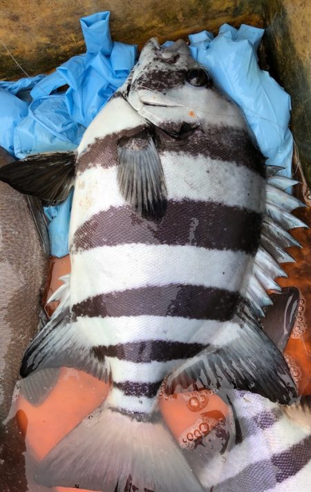 あみや渡船 JIGBOY 釣果