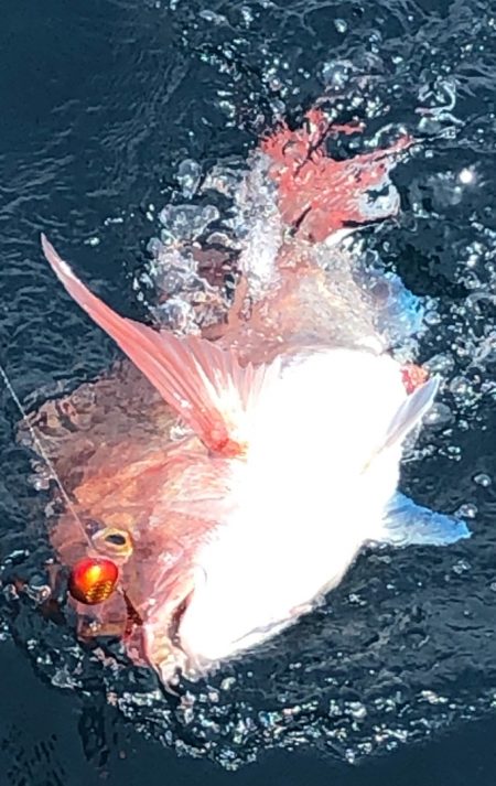 あみや渡船 JIGBOY 釣果