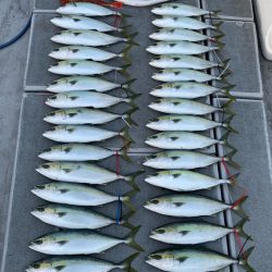 SeaRide(シーライド) 釣果