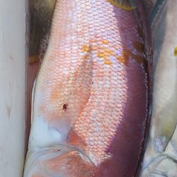 あみや渡船 JIGBOY 釣果