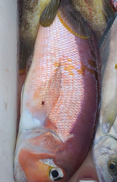 あみや渡船 JIGBOY 釣果