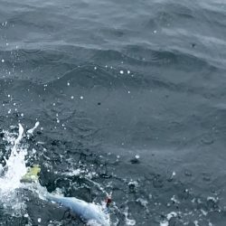 あみや渡船 JIGBOY 釣果