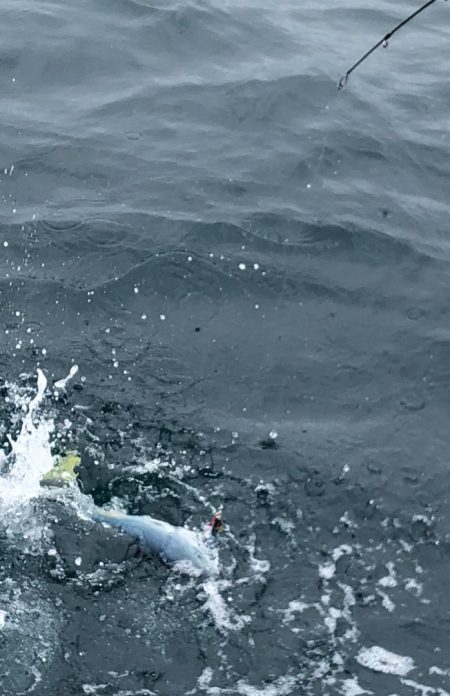 あみや渡船 JIGBOY 釣果