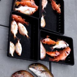 渡船屋たにぐち 釣果