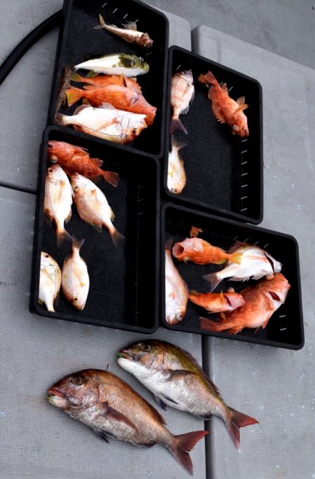 渡船屋たにぐち 釣果