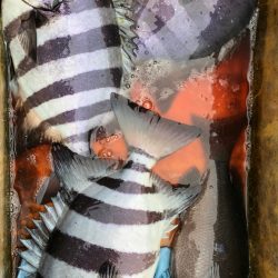 あみや渡船 JIGBOY 釣果