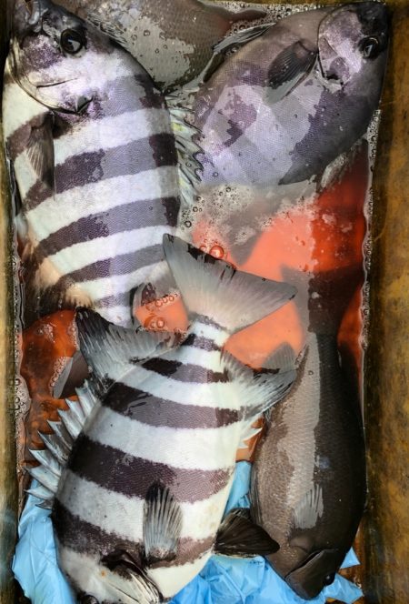 あみや渡船 JIGBOY 釣果