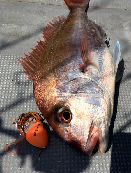 渡船屋たにぐち 釣果