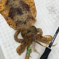 「LaGooN」蒼陽丸 日和号 釣果