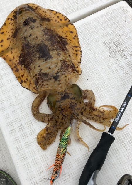 「LaGooN」蒼陽丸 日和号 釣果