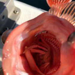 龍神丸(鹿児島) 釣果