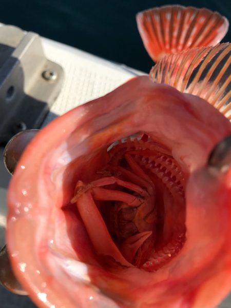 龍神丸(鹿児島) 釣果