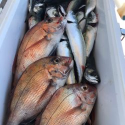 龍神丸(鹿児島) 釣果