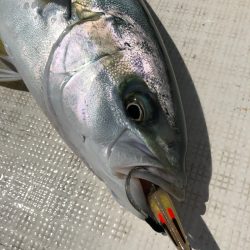 「LaGooN」蒼陽丸 日和号 釣果